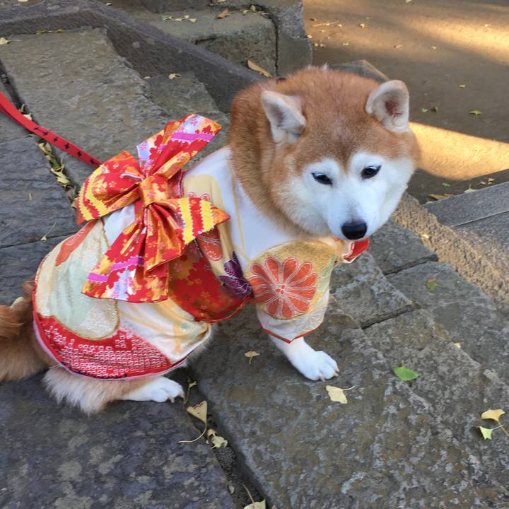 F81f96da 803f 4d92 a304 02081d0adada 1542453701304