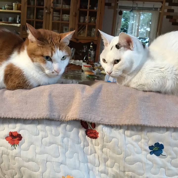 F82d2df0 aa4f 4e1e b21b edcd4d01f0b5 1557566115374