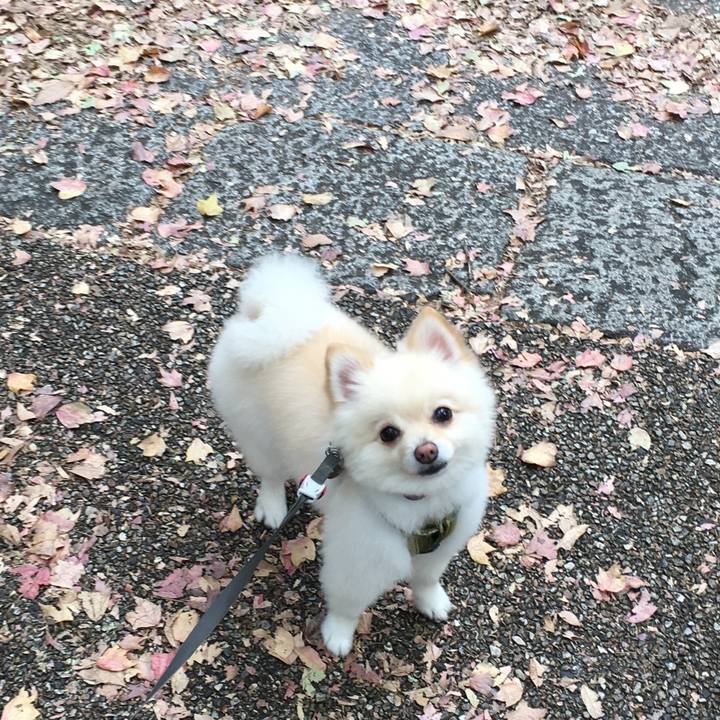 F83934d4 9601 4256 b39a c3a1e3395359 1542525085320