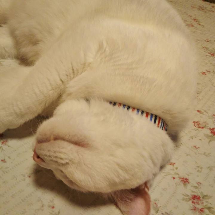 F83d33ce 20cc 4d23 8f9a fd35aad77c20 1597754990987