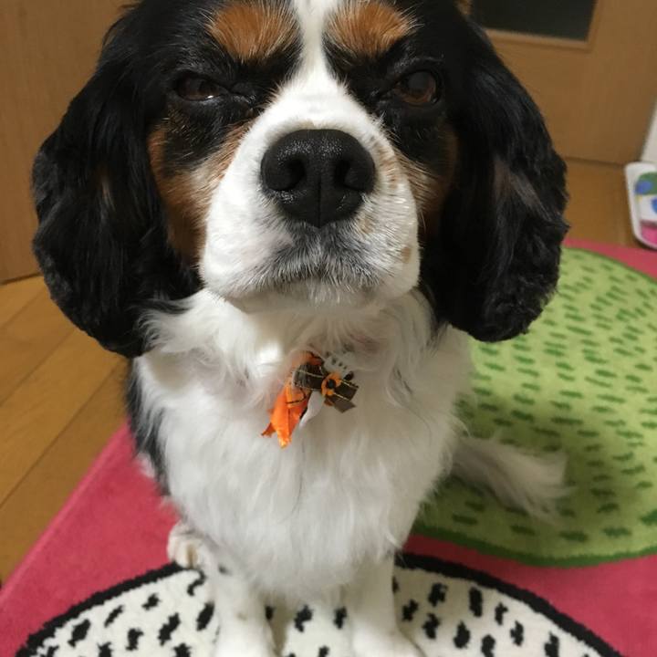 F83e74ab 5db4 42c2 809c edbe74fca4b8 1508402471644