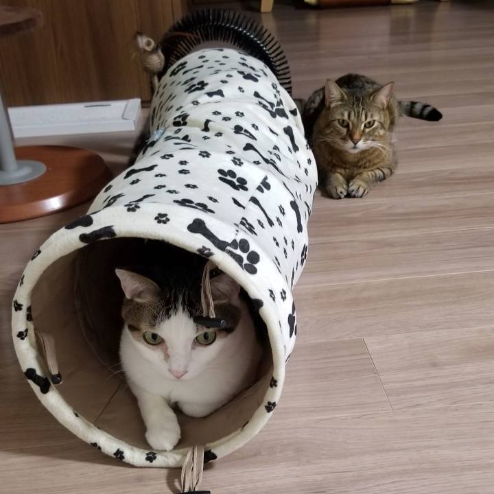 F83edf72 6be4 42ae ba93 5bc4fbac063a 1553254257839