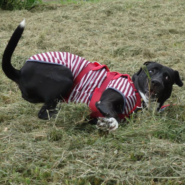 F8490ad7 6297 4d88 9b71 82802efb48d8 1596498925303