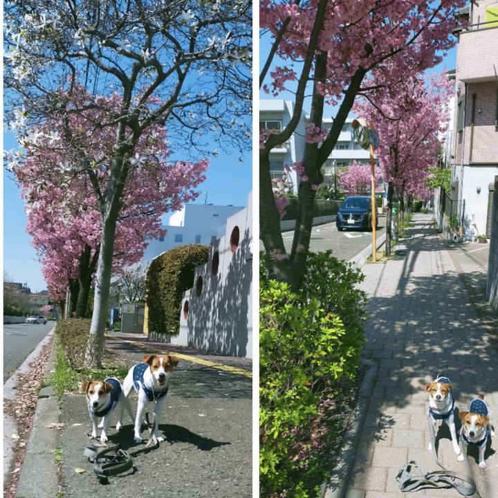 F84c267a f5f1 4ef4 94b3 79b0a7d77e4c 1774346503915