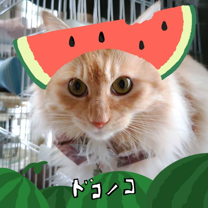 F8513a28 d947 4968 ad66 158e707815d1 1720750887350