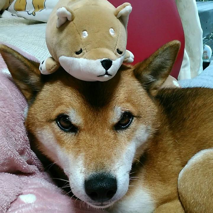 F8564fb7 9bf6 4638 9373 eb7a774861fe 1541475175571