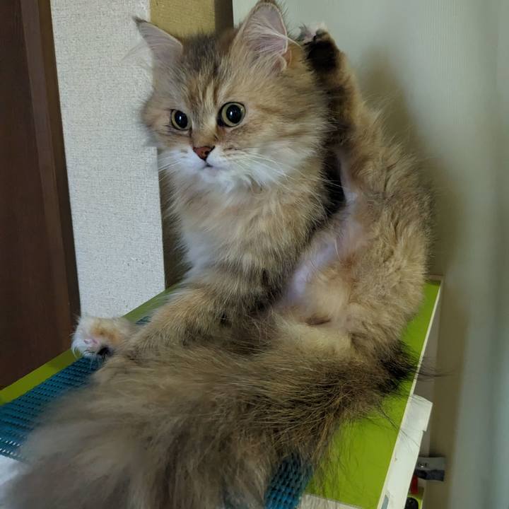 F8595799 1498 4253 8dcb bd325540fe39 1686715938930