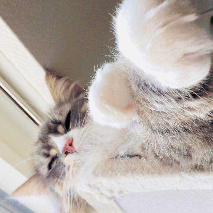 F85b67c2 1390 497c a9e7 8e13cc8ebba5 1530754630174