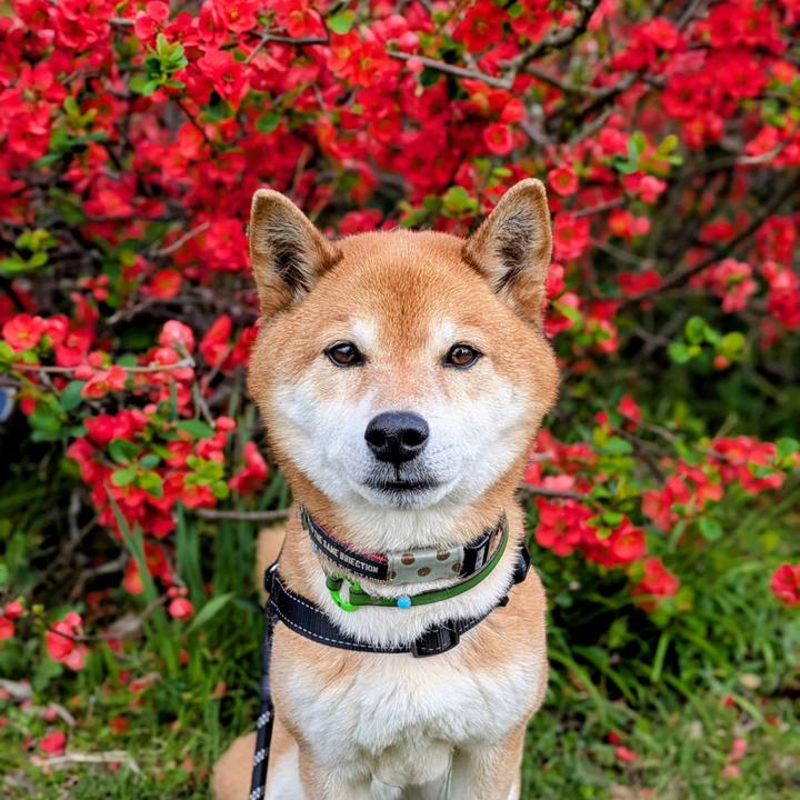 F85bc337 23a2 4c86 ad5c 507df14eaca8 1743389412833