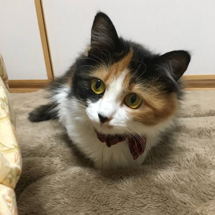 F85d9efb 7c6b 4a8f 8f66 d6635ac91b02 1513771057458