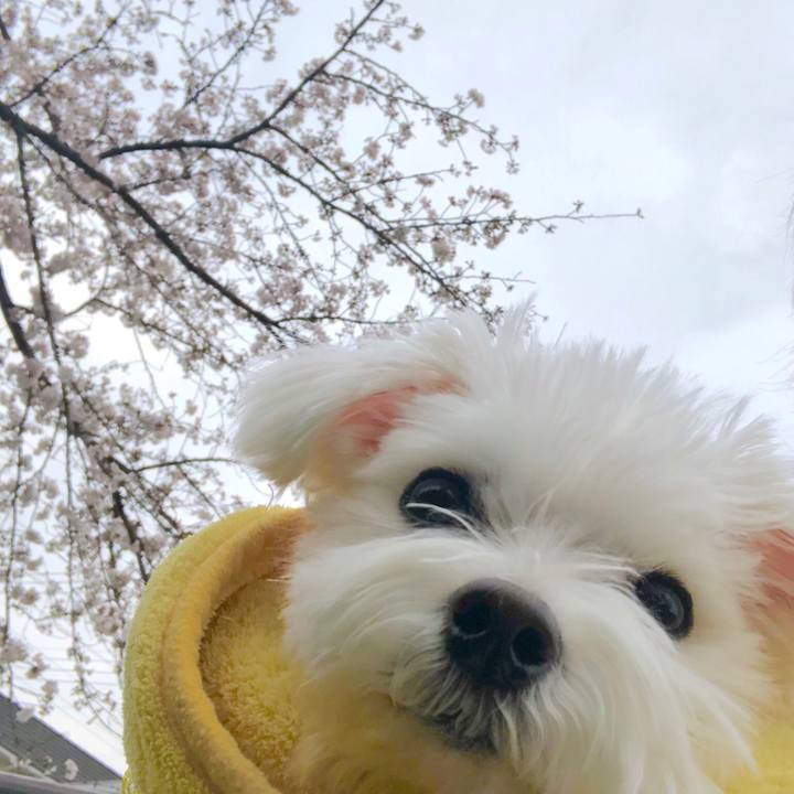 F85ee0fa 2b83 4489 8316 78b92a4aa89b 1553847397828