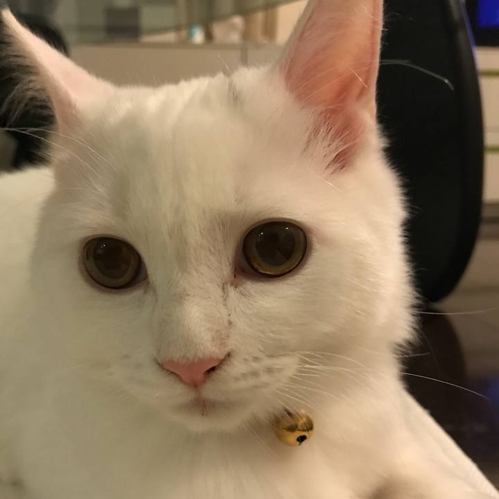 F85faa56 bcb3 461f ab30 d53942c0a94f 1511693059201