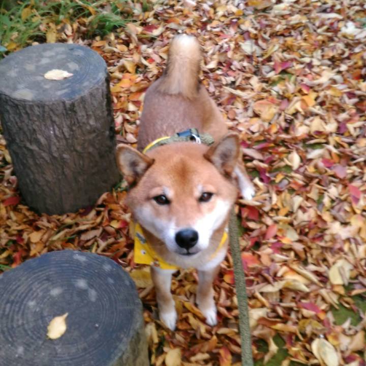 F86068ef 689a 4ae2 a2d8 e9922a85e668 1512520946599