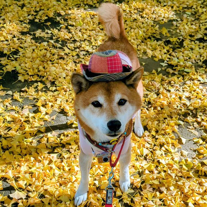 F862222f d89a 4426 926f 0350ac7266cd 1762997033951