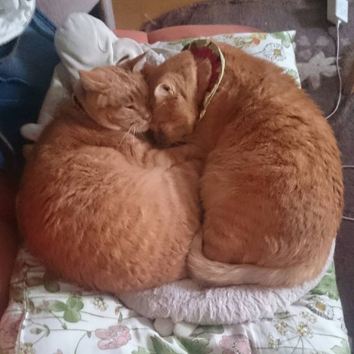 F8635f44 e534 44b1 9814 f01806295366 1510798520760