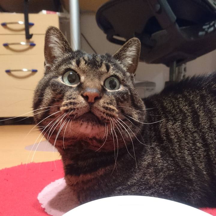 F8689ed6 a854 4c23 9cd1 66519dc42d98 1520501584163