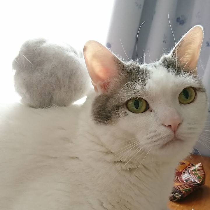 F868e3d3 b54a 4c40 b044 8f3cf21bfb1d 1533299448476