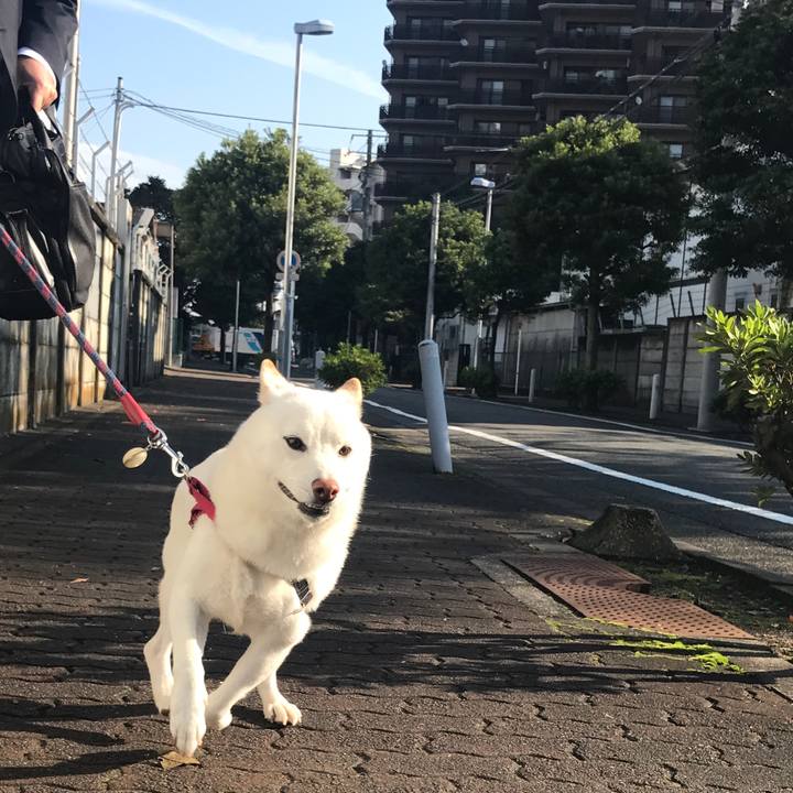 F86c7dad 963c 4e81 bd86 c916201ed3c0 1508976294724