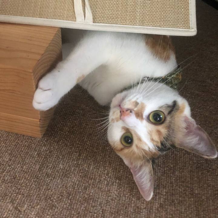 F86e0cdf cc26 4443 9079 ca1814388234 1597620723589