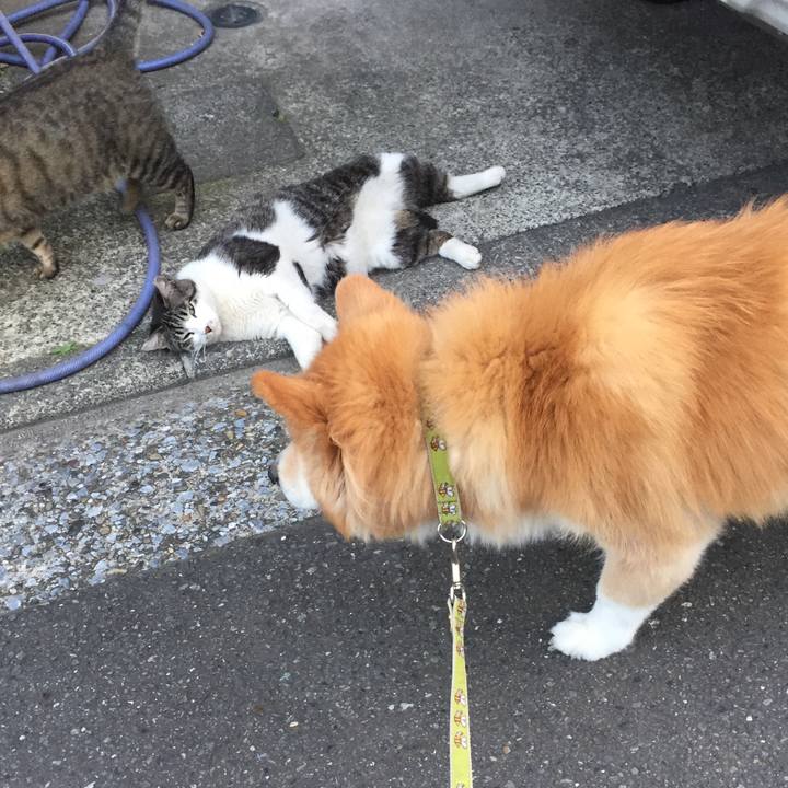 F86e738b f763 43cb aecb e014c9fa698e 1553577120998