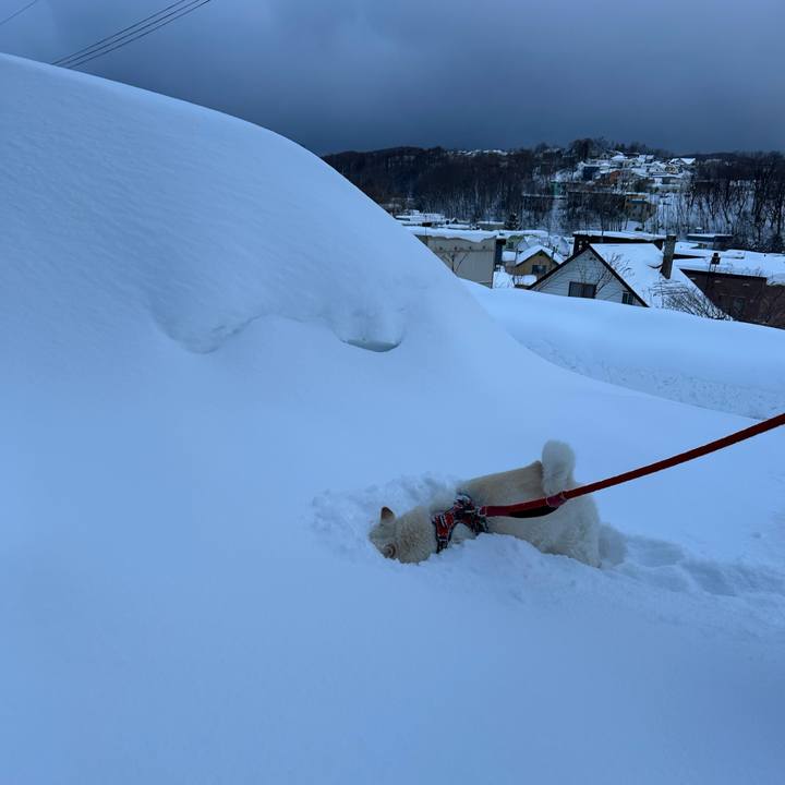 F86fbf87 3efa 40da bd51 3c854857f206 1769991399650