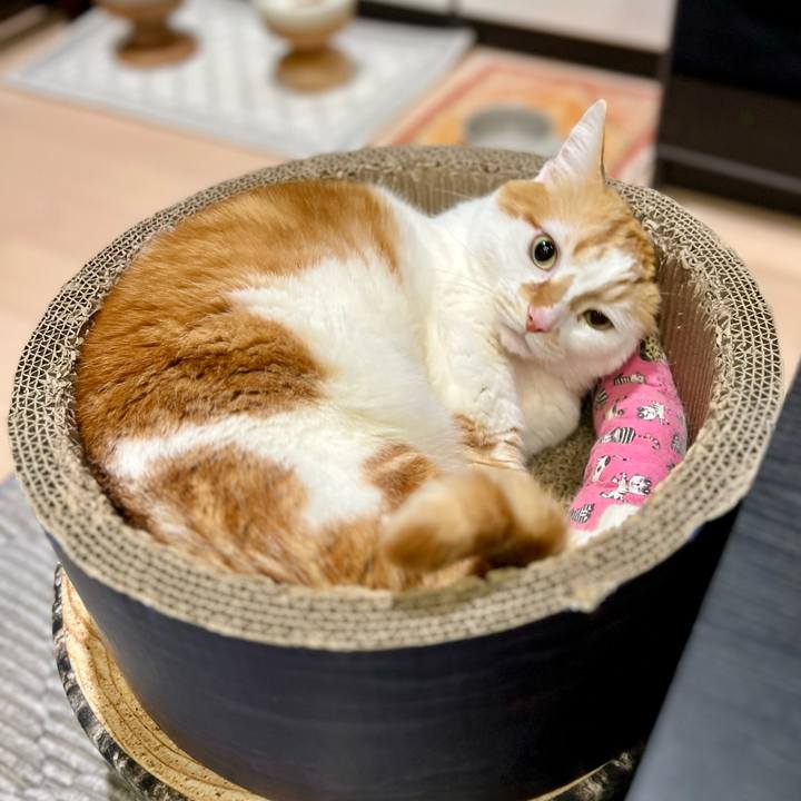 F87276e5 493a 41a1 a025 1073945967fa 1773373510541