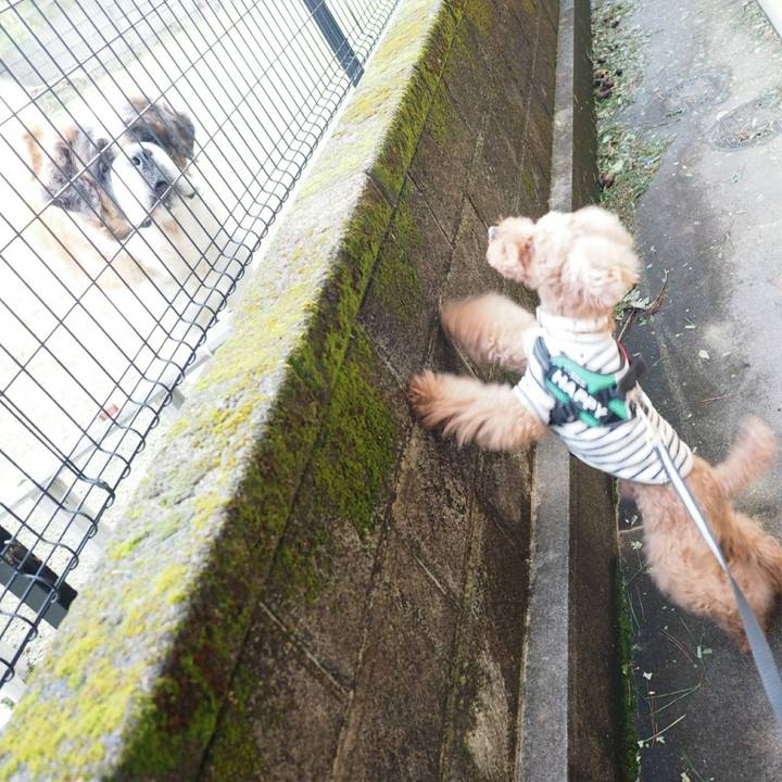 F8729bee b58d 442c a2c1 957821de7155 1509115125259