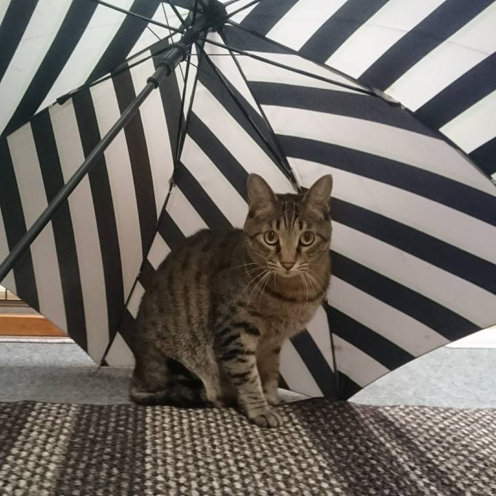 F87a2070 cf85 48df 91f4 92b9a12b318e 1508236839863