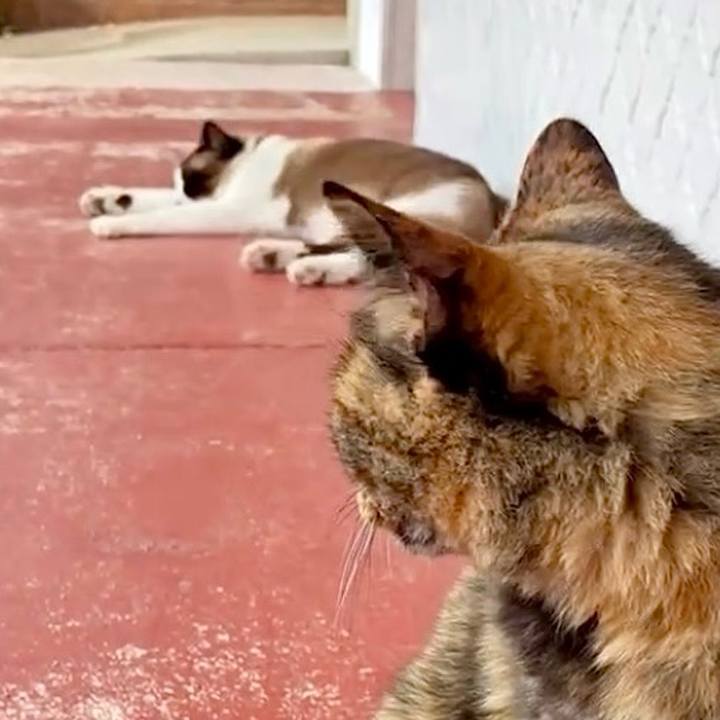 F87cfcda 6f3f 406e 90b9 4f596b57214c 1752634067258