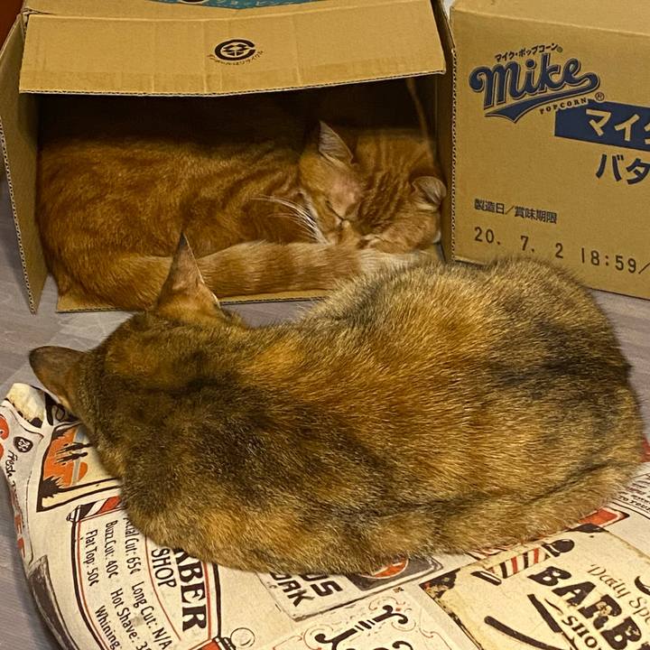 F87fb8d0 826f 4aff b4c2 f7d7d5cf0249 1615926010609