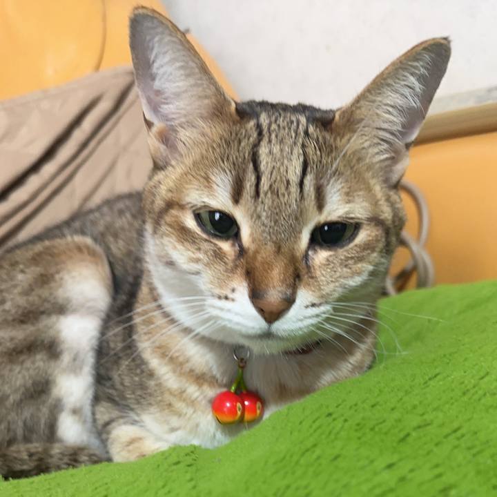 F8877b64 2bb9 416d 9e60 cb2b943b904d 1770350802953