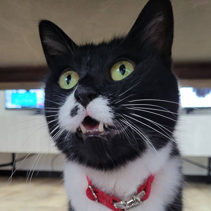 F88a31fb 36fc 45c8 8173 79f47aa2b331 1754203927632