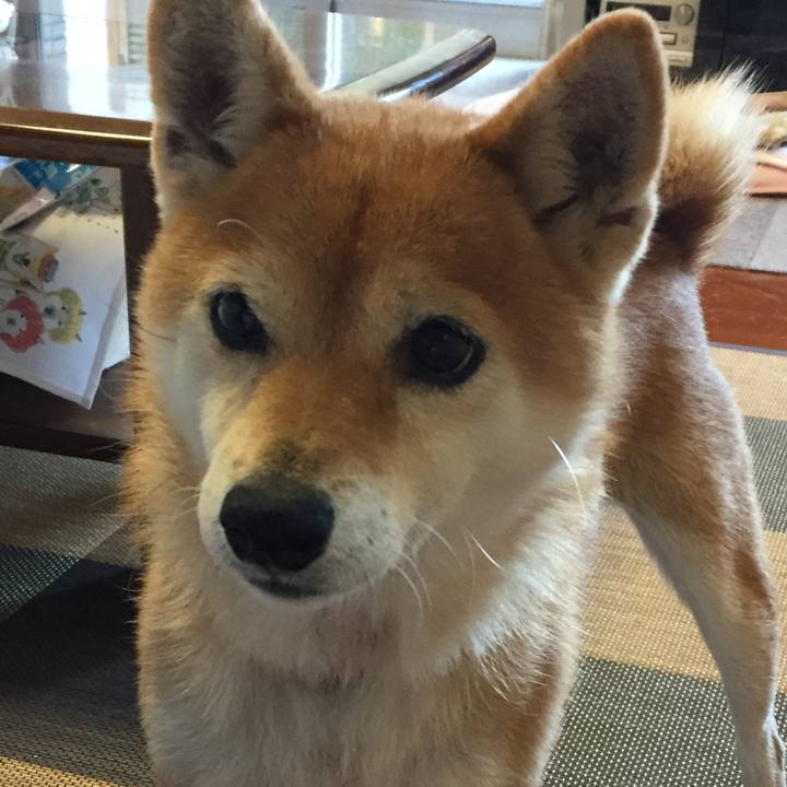 F88f5dab dc0f 4f6b 829b 3eef124426ec 1545966906664