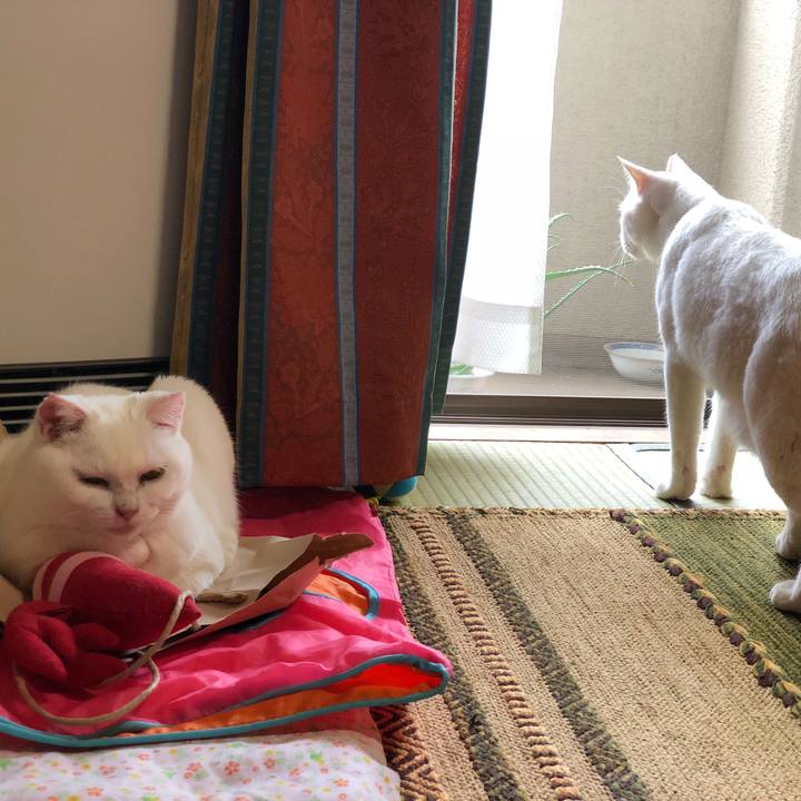 F890c0ed 860c 42d8 b47b 17241203b7ca 1528457436772