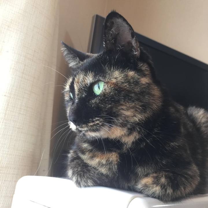 F8989fc9 ac8d 474a 93c0 7796ed348dd6 1681884508472