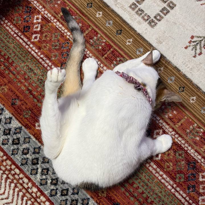 F898cd22 60a7 4d79 ae52 296b11997a5b 1775168375384