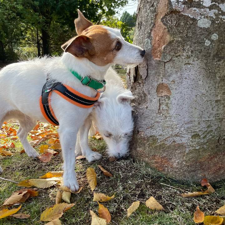 F898cd85 64f2 447b b965 3ad63df13294 1762311340028