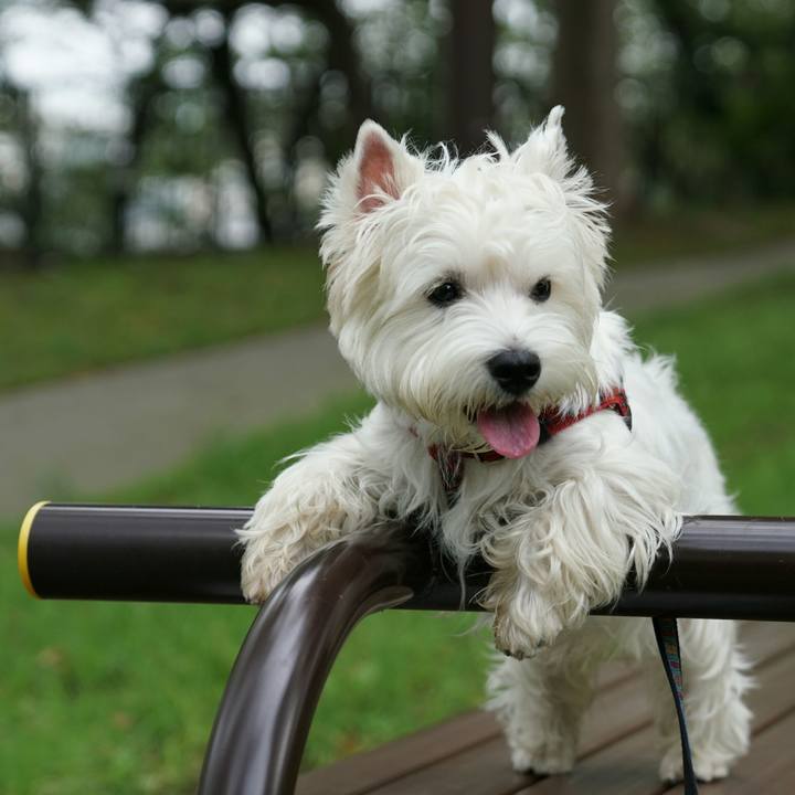 F89bd259 88d1 49ff 832b c8131ca48adb 1512213521831