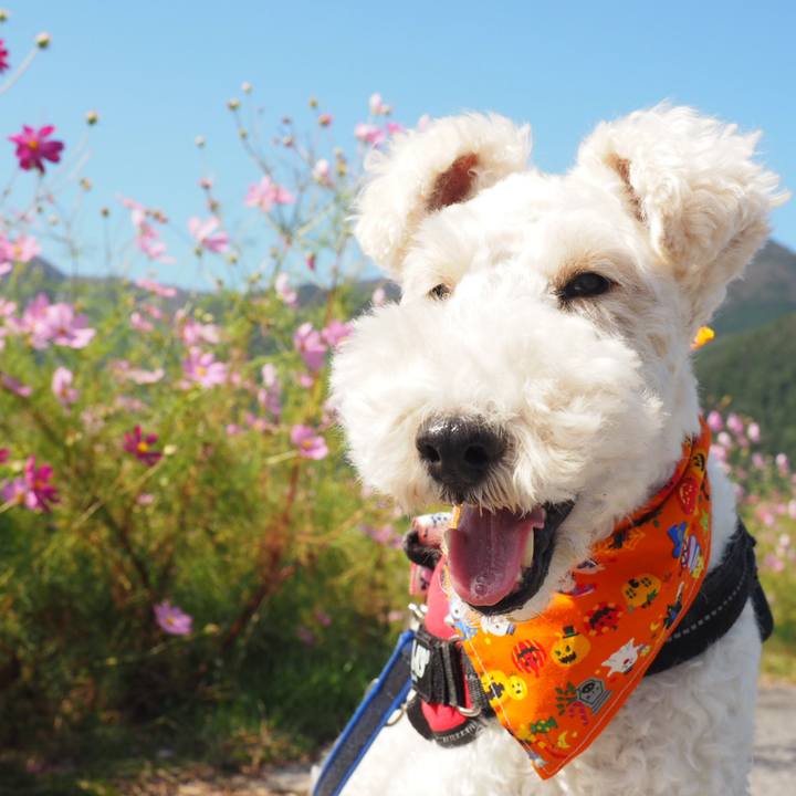 F89d995f 18e5 4591 a096 dc85e17b4694 1540234500628