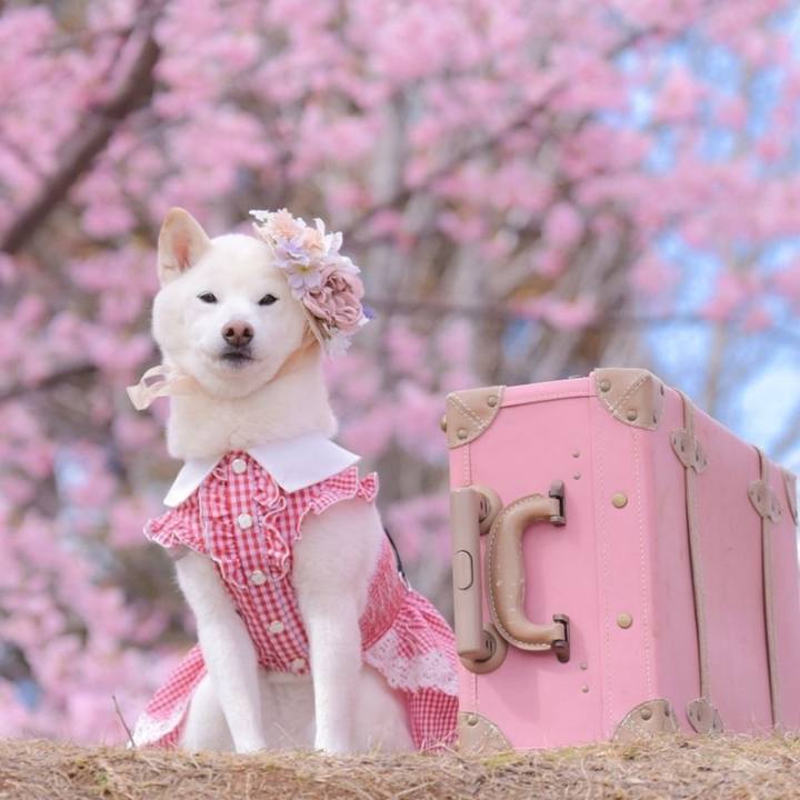 F89dd122 db2d 414c 9482 f783661ac374 1717043971321