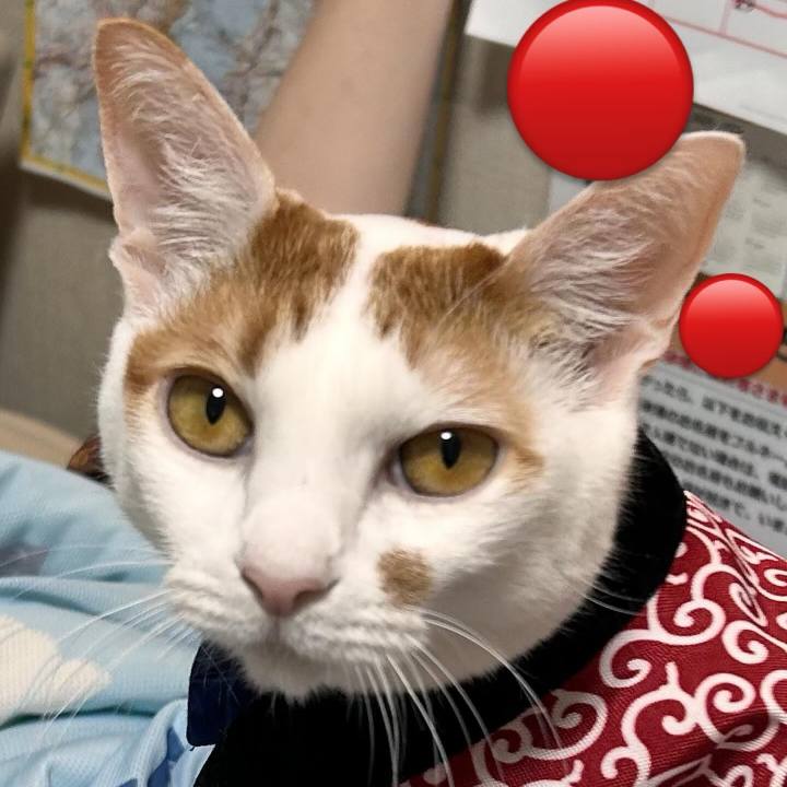 F89ed4da ddcf 4257 9f3e 1bedb3303c35 1760005785463