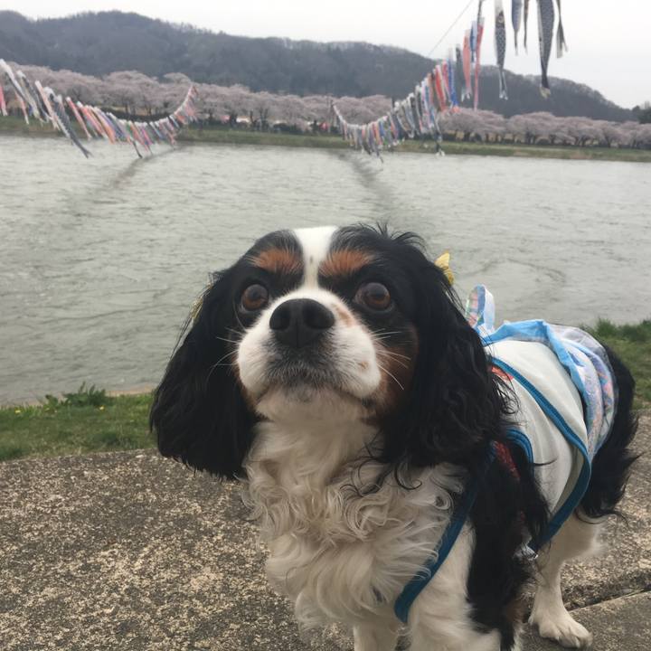 F8a4739b f2ed 464f ba0e b84bf56217f0 1524389942839