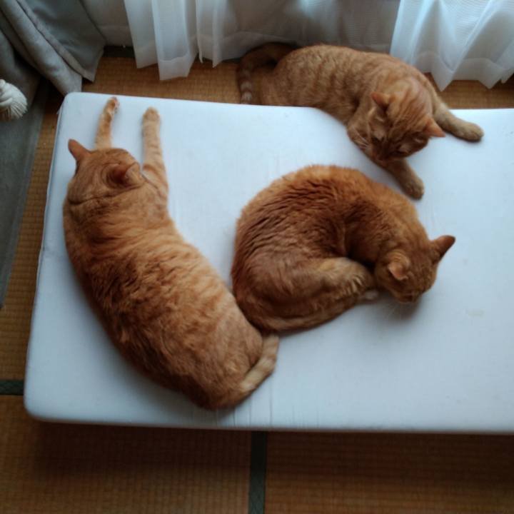 F8a4bdc8 99c2 48e3 be83 de217d0d09e9 1627370585276