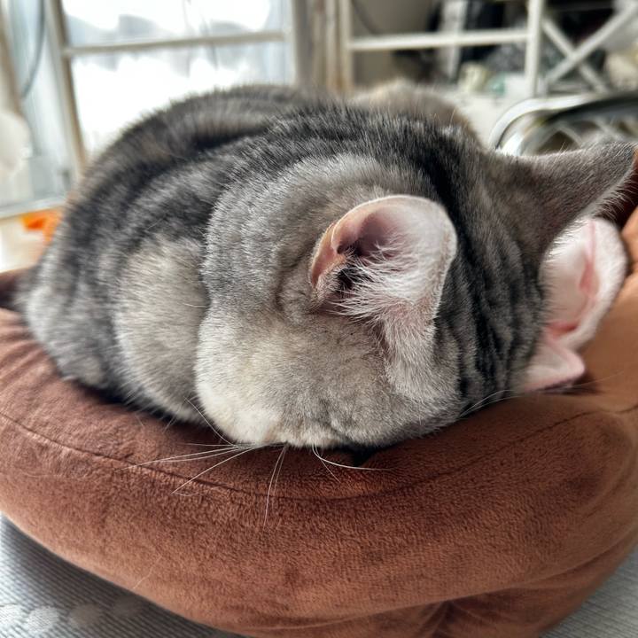 F8a70998 7119 4a66 80ee 06eae3b94a15 1766010293245