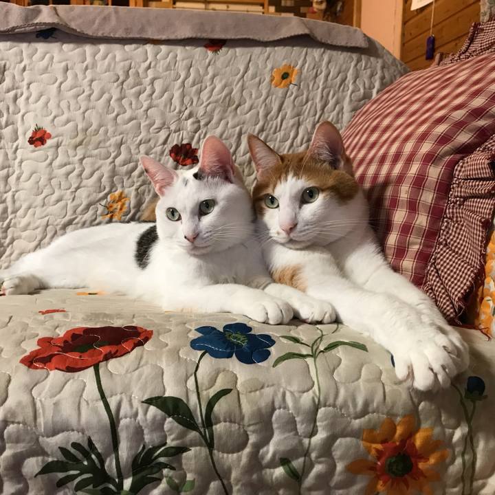 F8b01117 0cb9 45a6 8316 44e318a2988d 1541235612504