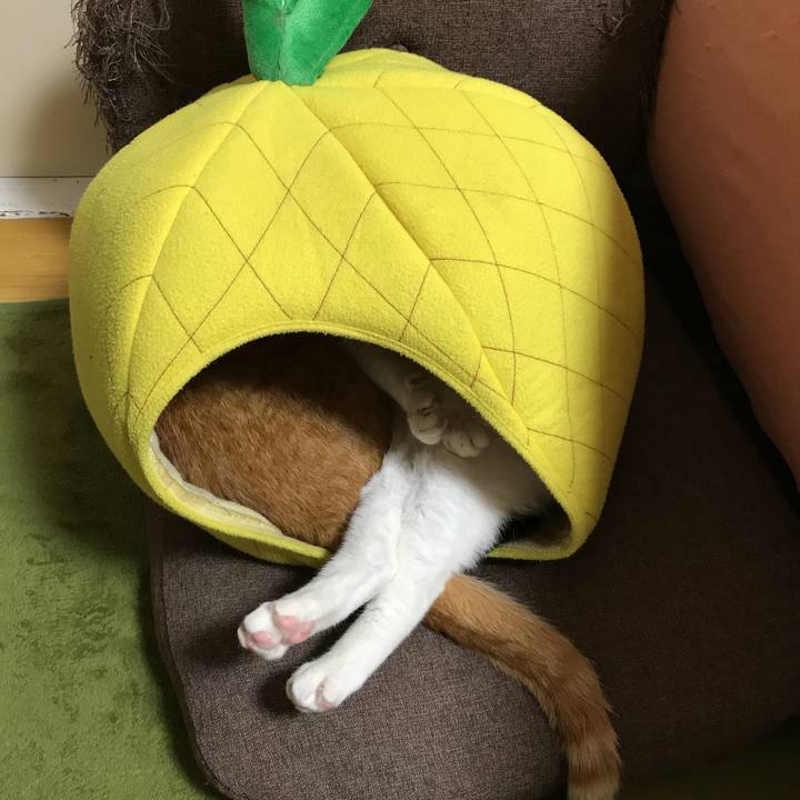 F8b30ead 7b80 4674 a349 1303bd086e45 1520610581045