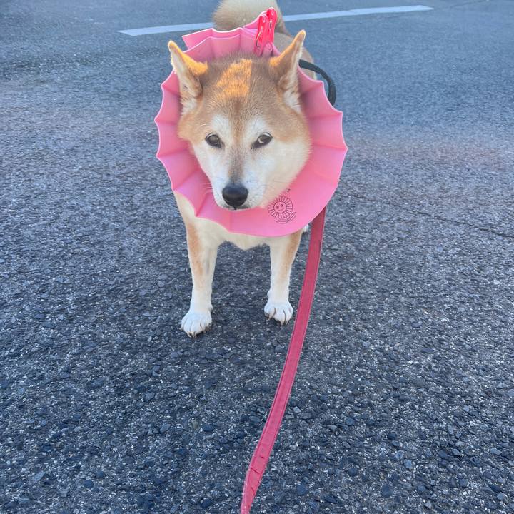 F8b6f4e1 2a46 42a0 b920 7776c46bd6c8 1706330629906