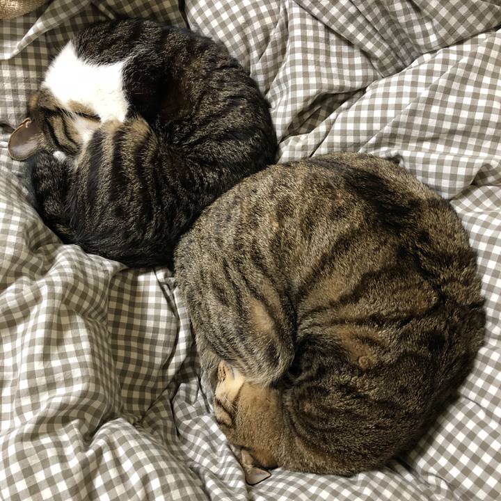 F8b7f217 1748 469b b579 f0a6af9242f5 1515545739266