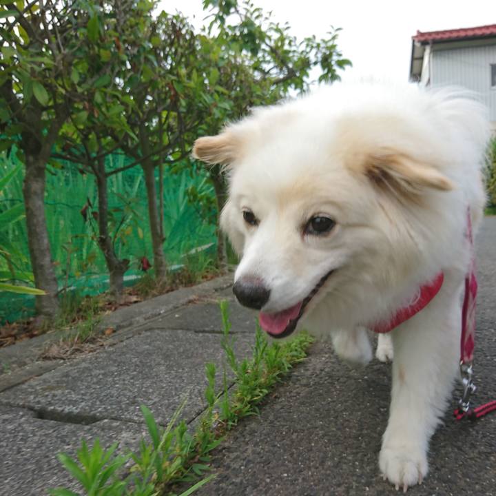 F8bc3678 31c3 4f55 af50 3acdf27f3dd3 1531950466345