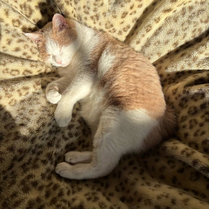 F8be1c33 1693 4f5a 98b5 f3ffabcf5e97 1764384545265